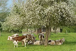 Normande: Cattle - Normande Breed - herd resting under tree in blossom