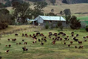 Beef: Cattle property (beef). Bega, New South Wales, Australia