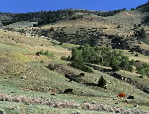 Hillside: Cattle ranch