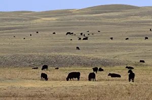 Saskatchewan: Cattle ranching Saskatchewan Canada