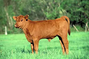 Angus: Cattle - Red Angus Calf few days old at pasture