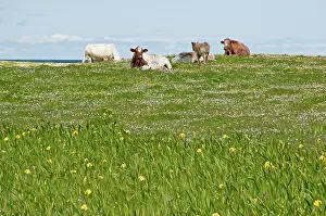 Machair: Cattle resting - On Machair