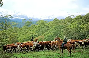 Mustering: Cattle being rounded up for branding Snowy Mountains