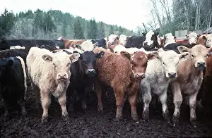 Lines: CATTLE - Rounding up calves for ear tagging