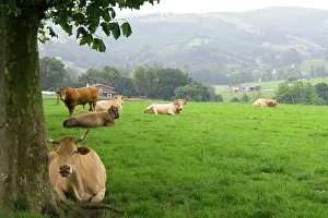Frazier: Cattle on rural farmland near the town of