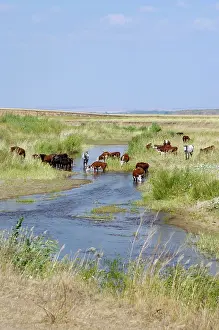Ural: Cattle of Russian farmers grazes along a small