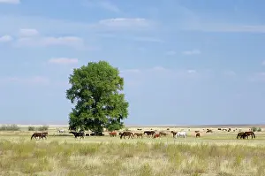 Grazes: Cattle of Russian farmers grazes in steppe near