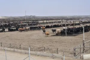 Multitudes: Cattle in the San Joaquin Valley California USA