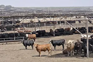 Multitudes: Cattle in the San Joaquin Valley California USA