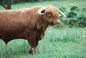 Bulls: Cattle - Scottish bull