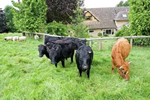 Orphan: Cattle - small herd of Dexter cows and orphan lambs