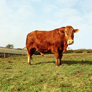 Pastural: CATTLE - SOUTH DEVON BULL