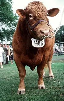 Show: CATTLE - SOUTH DEVON BULL