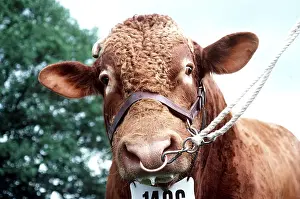 Noses: CATTLE - South devon Bull - Tied and numbered