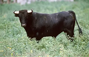 Bulls: CATTLE - SPANISH BULL