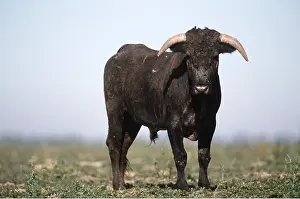 Bulls: CATTLE -SPANISH BULL