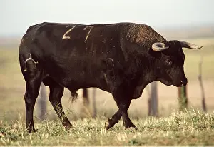 Bulls: CATTLE - Spanish Bull