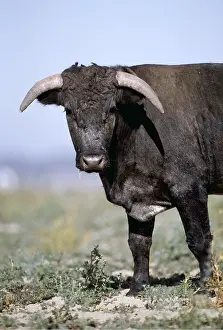 Half: CATTLE - SPANISH BULL, Front half - head and shoulders