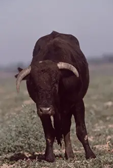 Bulls: CATTLE - SPANISH BULL, head on