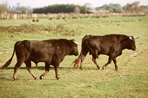 Bulls: CATTLE - SPANISH BULL X 2