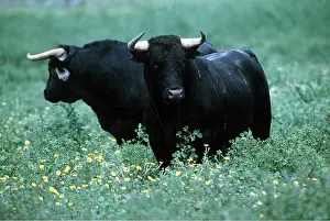 Bulls: Cattle - Spanish Bulls