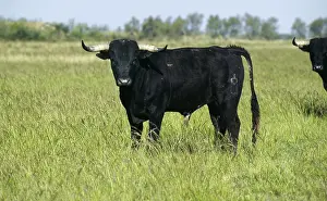 Bulls: CATTLE - SPANISH (Toro) BULL / Taureau espagnol, In a field