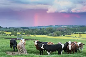 Raise: Cattle standing in a meadow in spring - GB