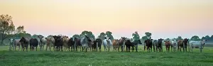 Raise: Cattle standing in a meadow in spring - GB