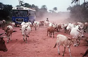Vehicles: CATTLE - IN STREET