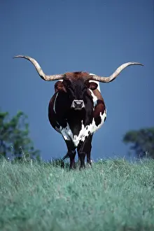 Longhorn: CATTLE - TEXAS LONGHORN