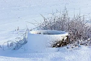Trough: Cattle trough in the snow, Nuenen