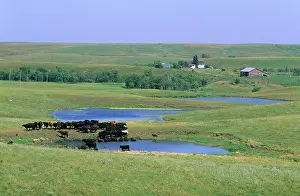 Watering: Cattle at a watering hole