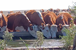 Beef: Cattle at Watering Tank