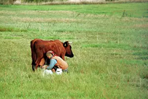 Lithuania: Cattle - woman milking cow In Lithuania