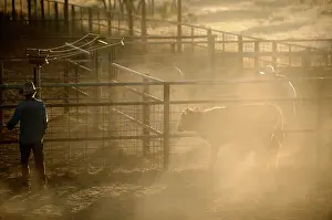 Steer: Cattle in yard for drafting.separating calf from.mother