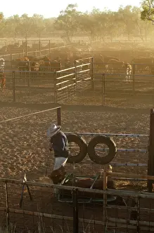Bushy: Cattle in yards.Cattle drafting - this involves