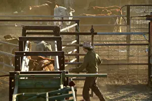 Drafting: Cattle in yards.Cattle drafting - separating calves