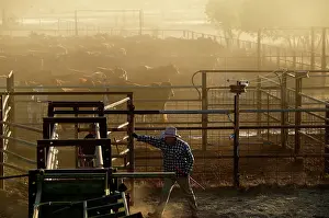 Steer: Cattle in yards.drafting cattle - separating calf