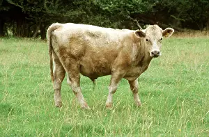 Bullock: CATTLE - YOUNG BULLOCK