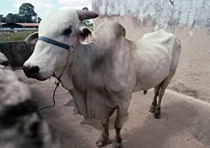 Halter: Cattle - Zebu Bull at ranch in Rondonia State