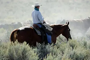 Angus: Cattleman with Angus / Charolais cattle