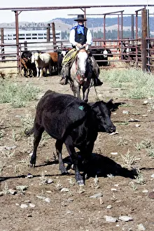 Ranches: Cattleman herding Angus / Charolais cattle