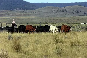 Ranches: Cattleman herding Angus / Charolais cattle