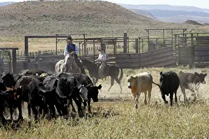 Ranches: Cattleman herding Angus / Charolais cattle