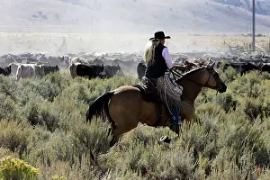 Ranches: Cattleman herding Angus / Charolais cattle