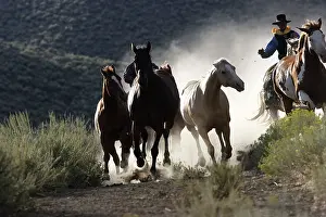 Domsetic: Cattleman herding Quarter / Paint Horses