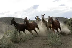 Ranches: Cattleman herding Quarter / Paint Horses
