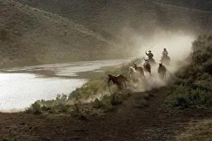 Ranches: Cattleman herding Quarter / Paint Horses