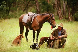Kelpie: Cattleman with two Kelpies and one cross Blue Heeler