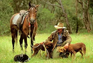 Kelpie: Cattleman with two kelpies & cross blue heeler / kelpie